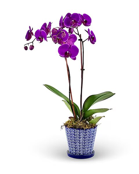 bejeweled joy orchid plant