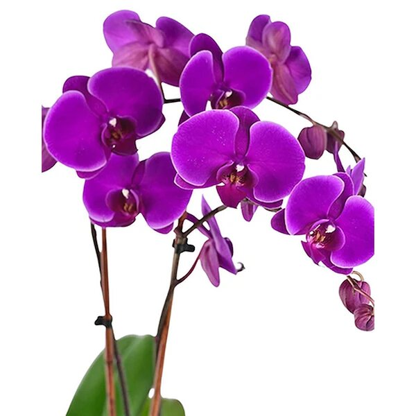 bejeweled joy orchid plant