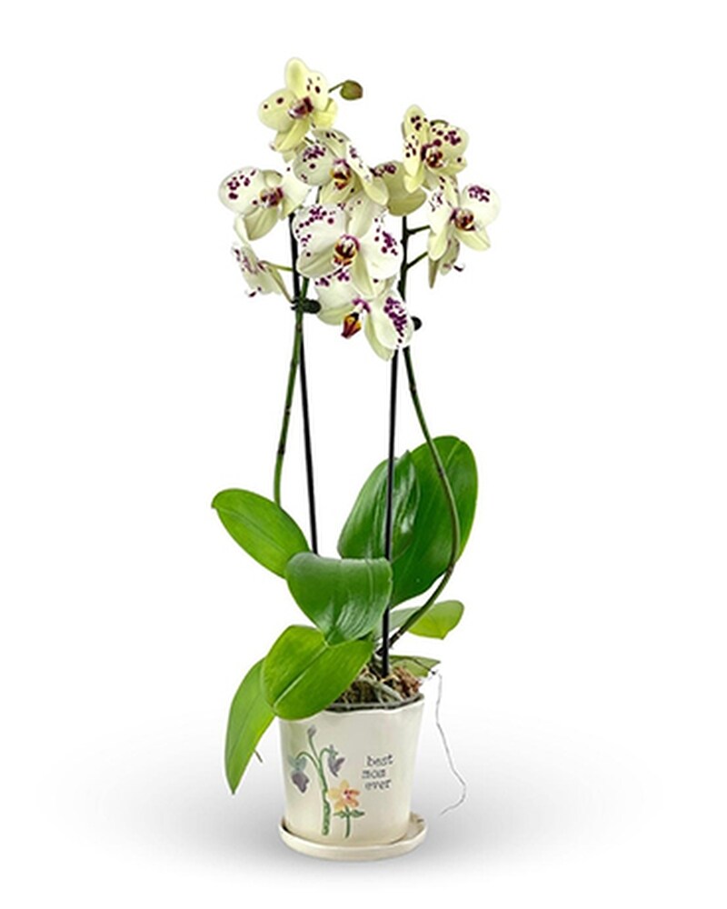 best mom ever phalaenopsis