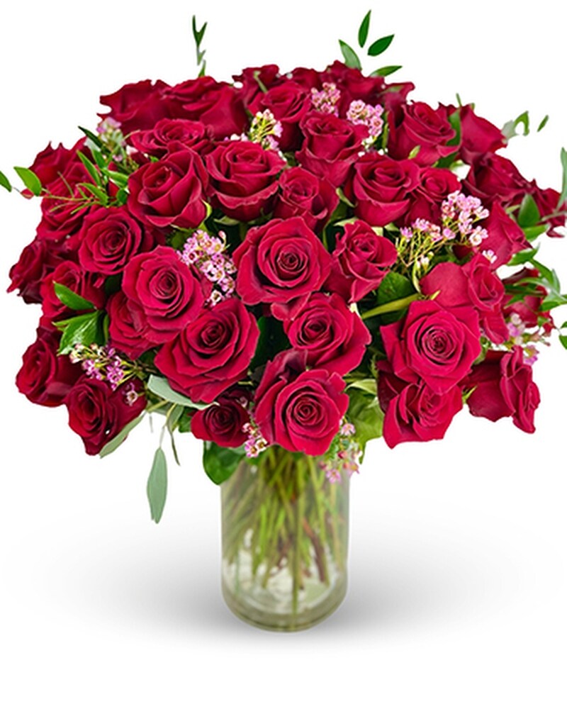 luxury red roses