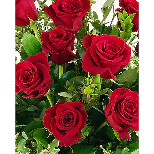 twinbrook's dozen red bouquet